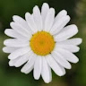 Meet your Posher, Estelle